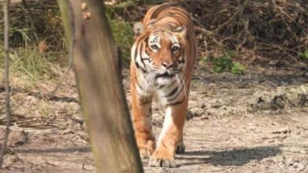 NTCA limits tiger corridors to minimal requirement, multiple projects to benefit