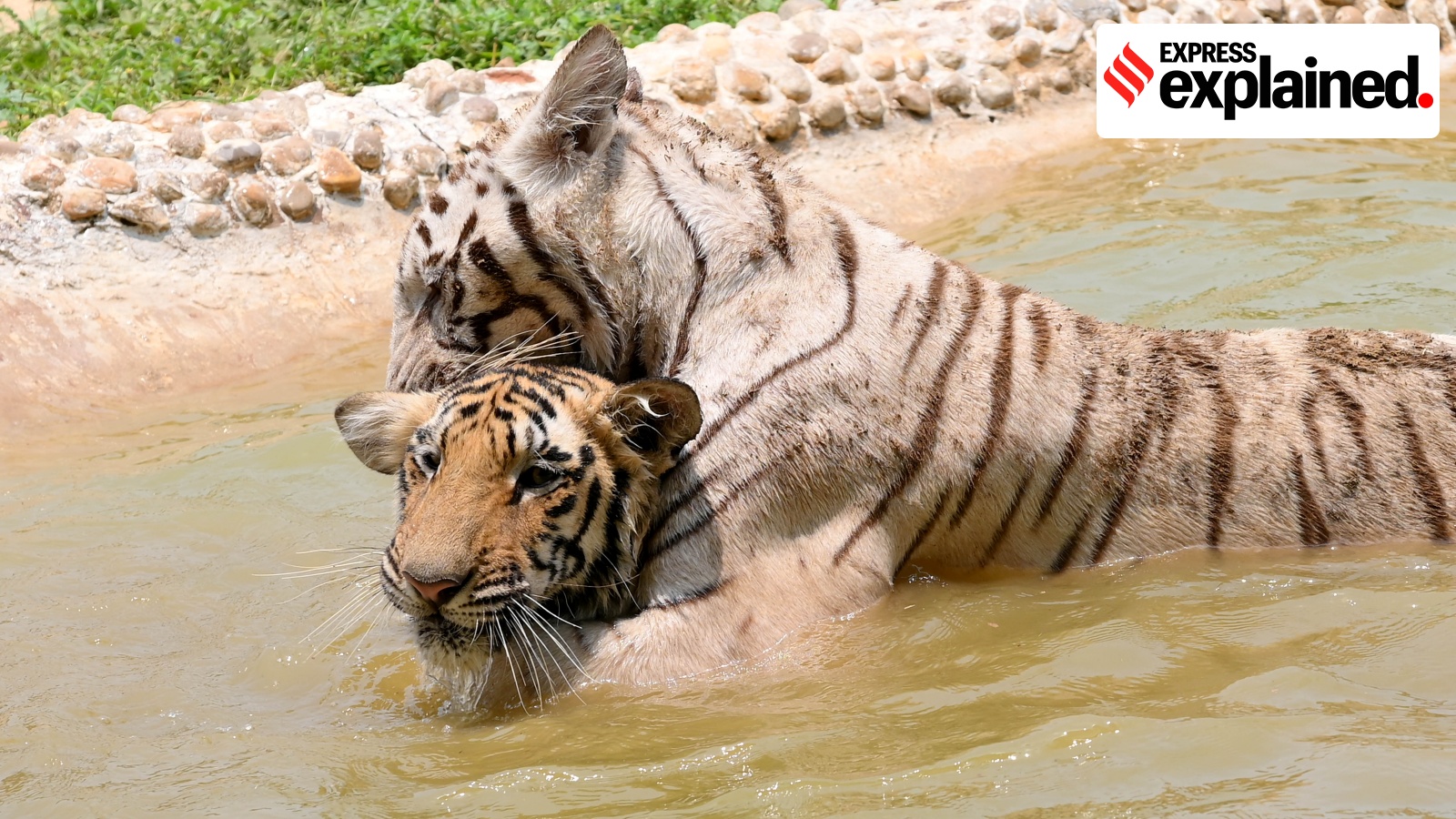 Officials Arrested for Burning Tiger Carcass to Conceal Death