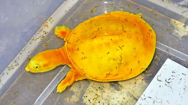 albino turtle, Rare albino turtle spotted in freshwater lake, albino turtle spotted in freshwater lake, Albino Indian flapshell turtle, Indian express news, current affairs