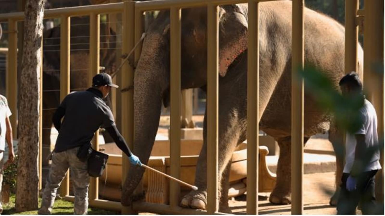 Supreme Court constitutes SIT to investigate Vantara, how it acquires animals