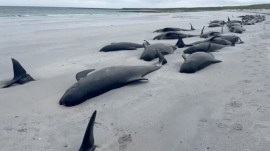 whale stranding