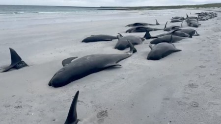 whale stranding