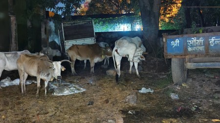 cow shelter, Jharkhand cow shelter, Jharkhand police station cow shelter, Jharkhand police station turns into cow shelter, police station turns into cow shelter, Indian express news, current affairs