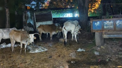 cow shelter, Jharkhand cow shelter, Jharkhand police station cow shelter, Jharkhand police station turns into cow shelter, police station turns into cow shelter, Indian express news, current affairs