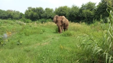 Shankar, Delhi zoo lone African elephant, Delhi zoo African elephant dies, African elephant dies, delhi news, India news, Indian express, current affairs