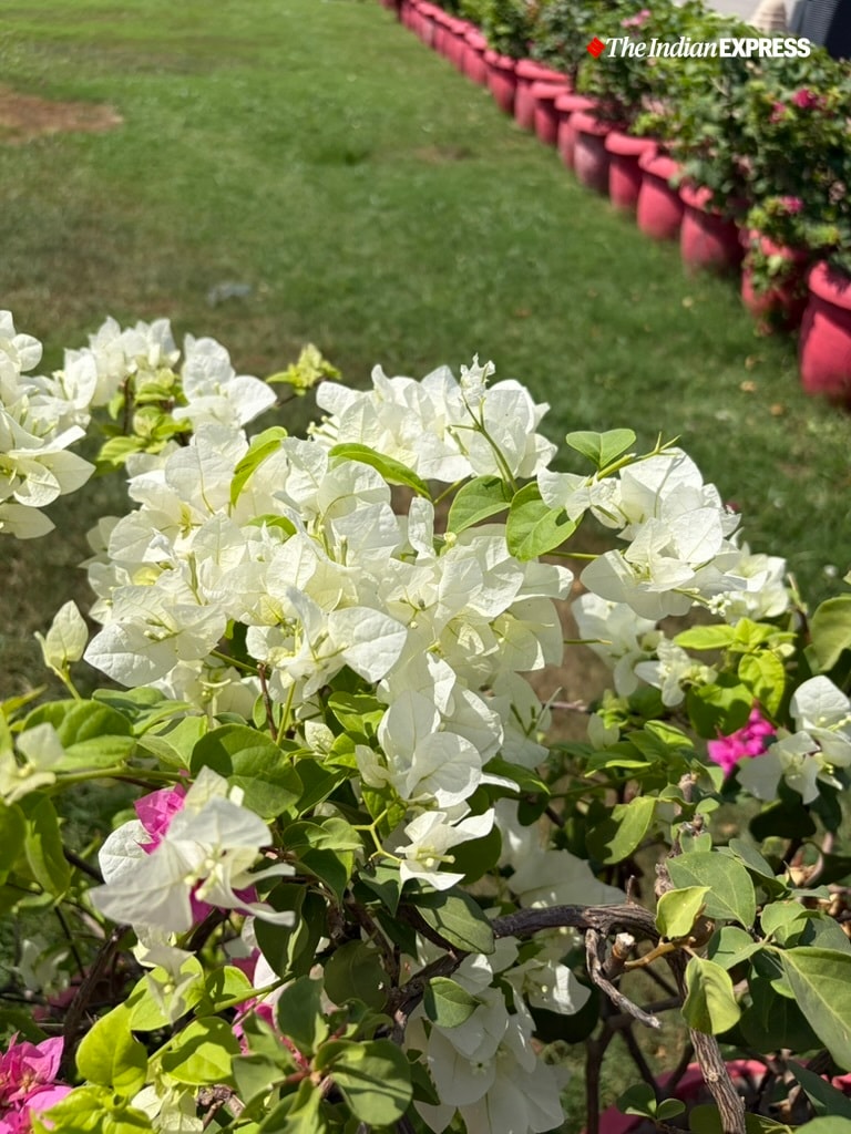 (Image: Bijin Jose/The Indian Express)