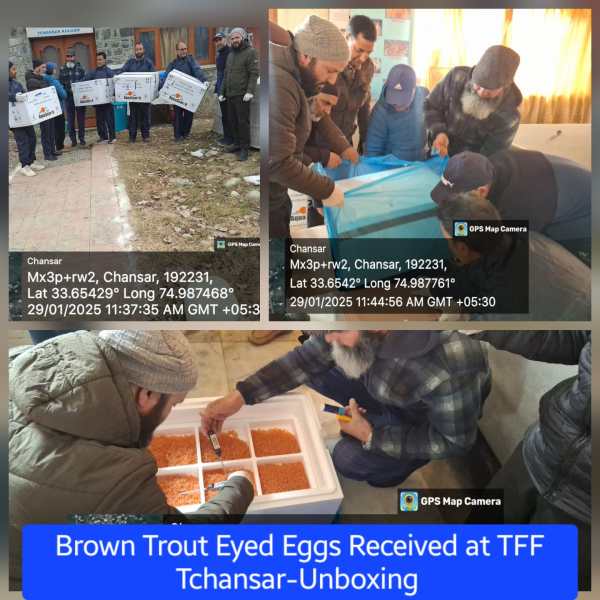 Kashmir trout population, trout population, Kashmir fisheries department, brown trout, Srinagar, Jammu and Kashmir, Jammu and Kashmir government, Indian express news, current affairs