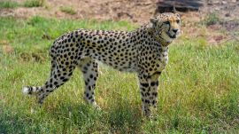 Exclusive | Matchmaking in MP: To make Gandhi Sagar a second home for cheetahs, wildlife dept will introduce female after monsoon