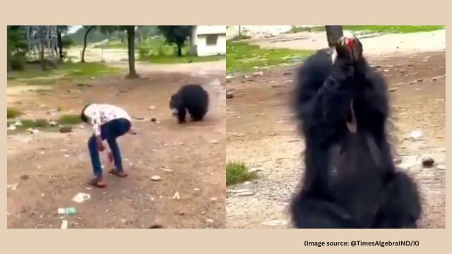 The video triggered sharp criticism from wildlife experts, prompting the Forest Department to launch an investigation to identify and locate the man (Image source: @TimesAlgebraIND/X)