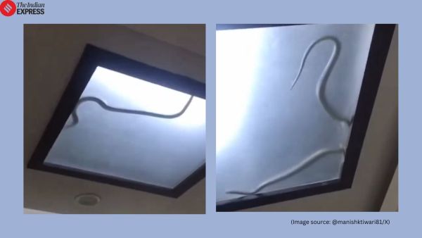 Cobra hiding in kitchen light in Noida
