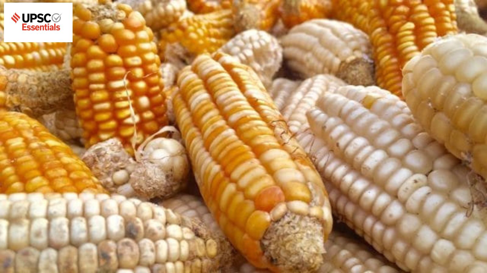 India's Stance on US GMO Corn and Digital Insurance