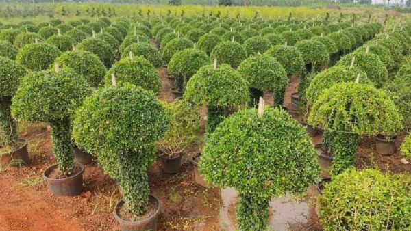 Punjab nursery farming success, Harjinder Singh Cheema Barnala, Harvaas Nursery Punjab, ornamental plants farming Punjab,