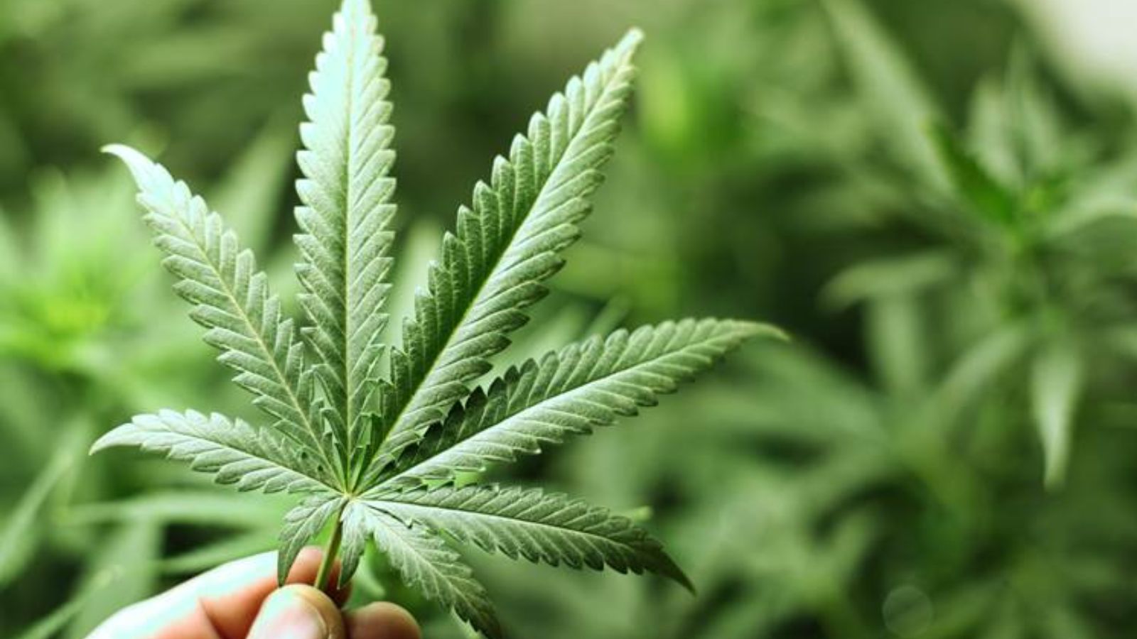 Pune Police Arrests Women for Marijuana Sales