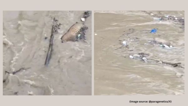 Uttarakhand continues to experience intense rainfall, with Champawat receiving 109 mm and Dehradun recording 73.6 mm in the past 24 hours (Image source: @paragenetics/X)