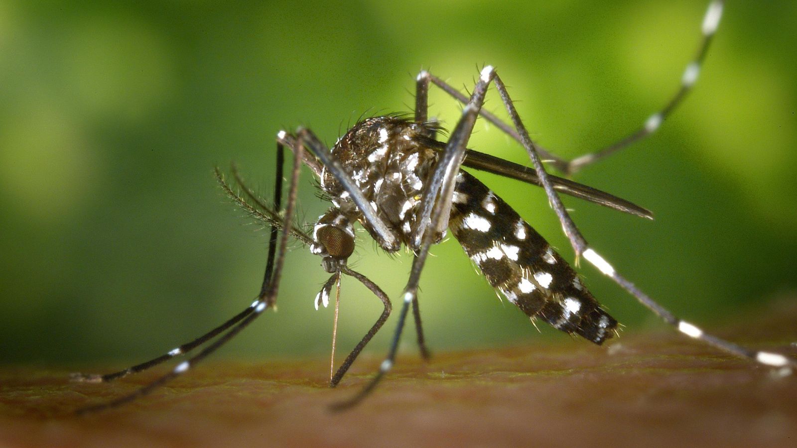 Breather for Mumbai as city sees a decline in Malaria, other monsoon ...