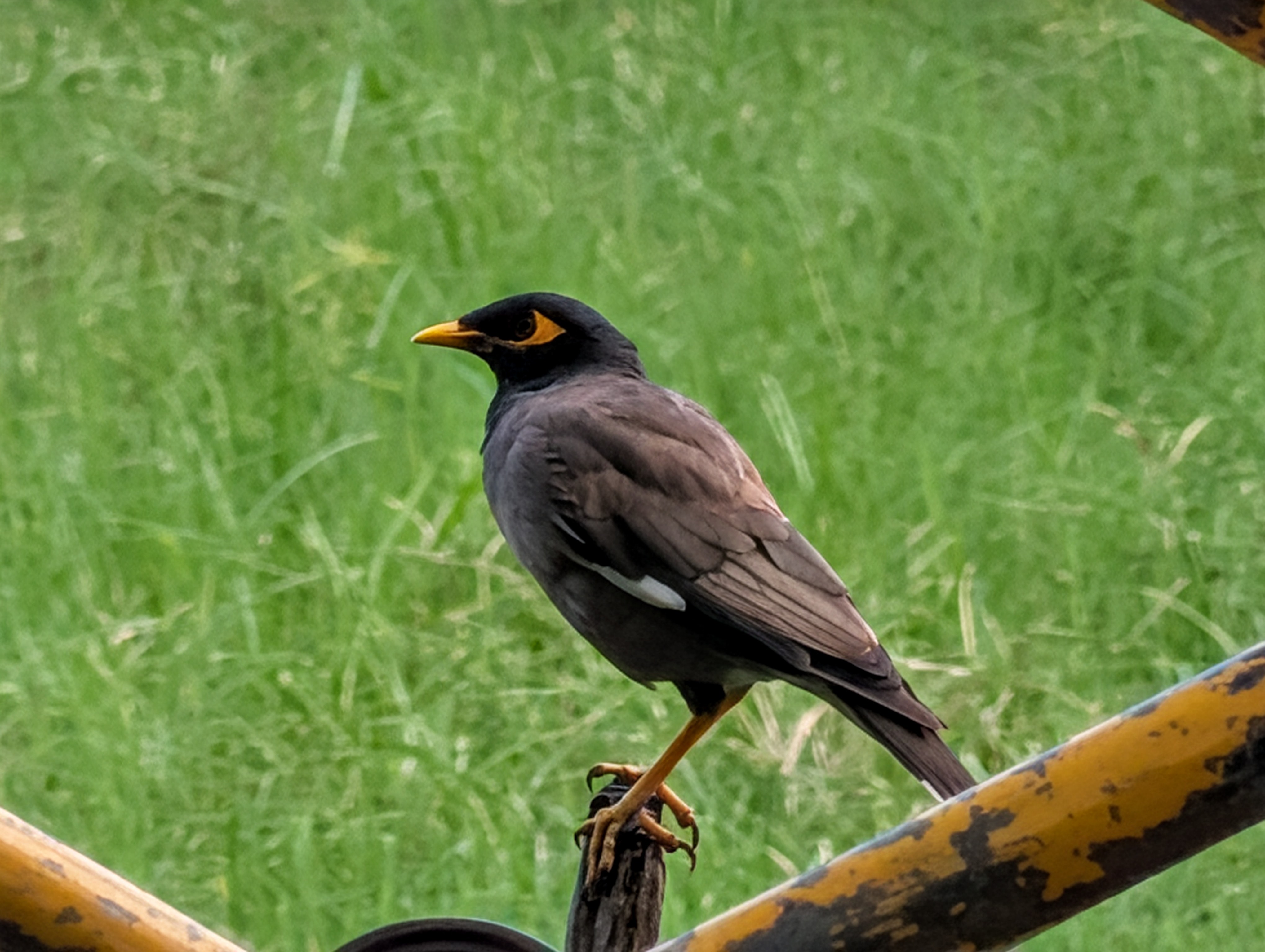 (Image: Anuj Bhatia/ The Indian Express)