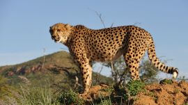 According to a press note issued by the field director of Kuno National Park, authorities found the cheetah dead in the forest at around 6.30 pm Monday.