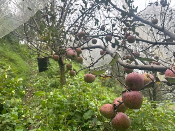 Root asphyxiation (a fungal infestation) at Ramesh Kumar’s orchard in Himachal Pradesh’s Thanedar village, has caused most of the apple trees to be leafless. 