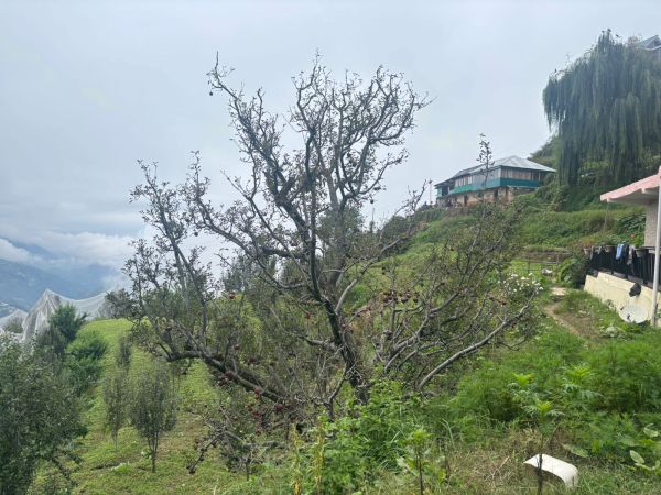 A 60-year-old apple tree, the oldest in Ramesh Kumar’s orchard in Himachal Pradesh’s Thanedar village, is infested with pests. 