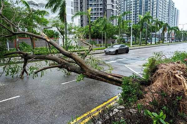 A fallen tree across a road in Tseung Kwan O area, as super typhoon Ragasa approaches Hong Kong,