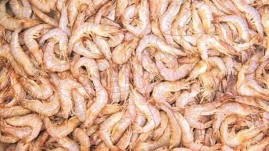 Shrimp exports trump tariffs