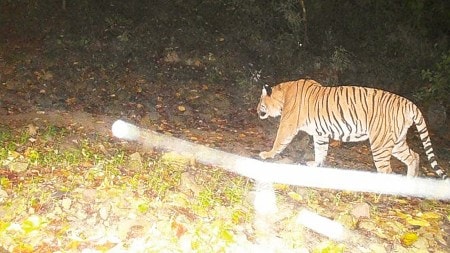 Ramnagar division, Corbett Tiger Reserve, Jim Corbett National Park, Corbett Tiger Reserve, Indian express news, current affairs