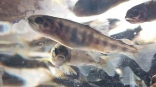 Kashmir trout population, trout population, Kashmir fisheries department, brown trout, Srinagar, Jammu and Kashmir, Express Premium, Jammu and Kashmir government, Indian express news, current affairs