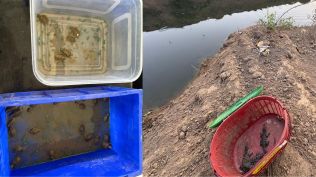 Turtles and crocodiles