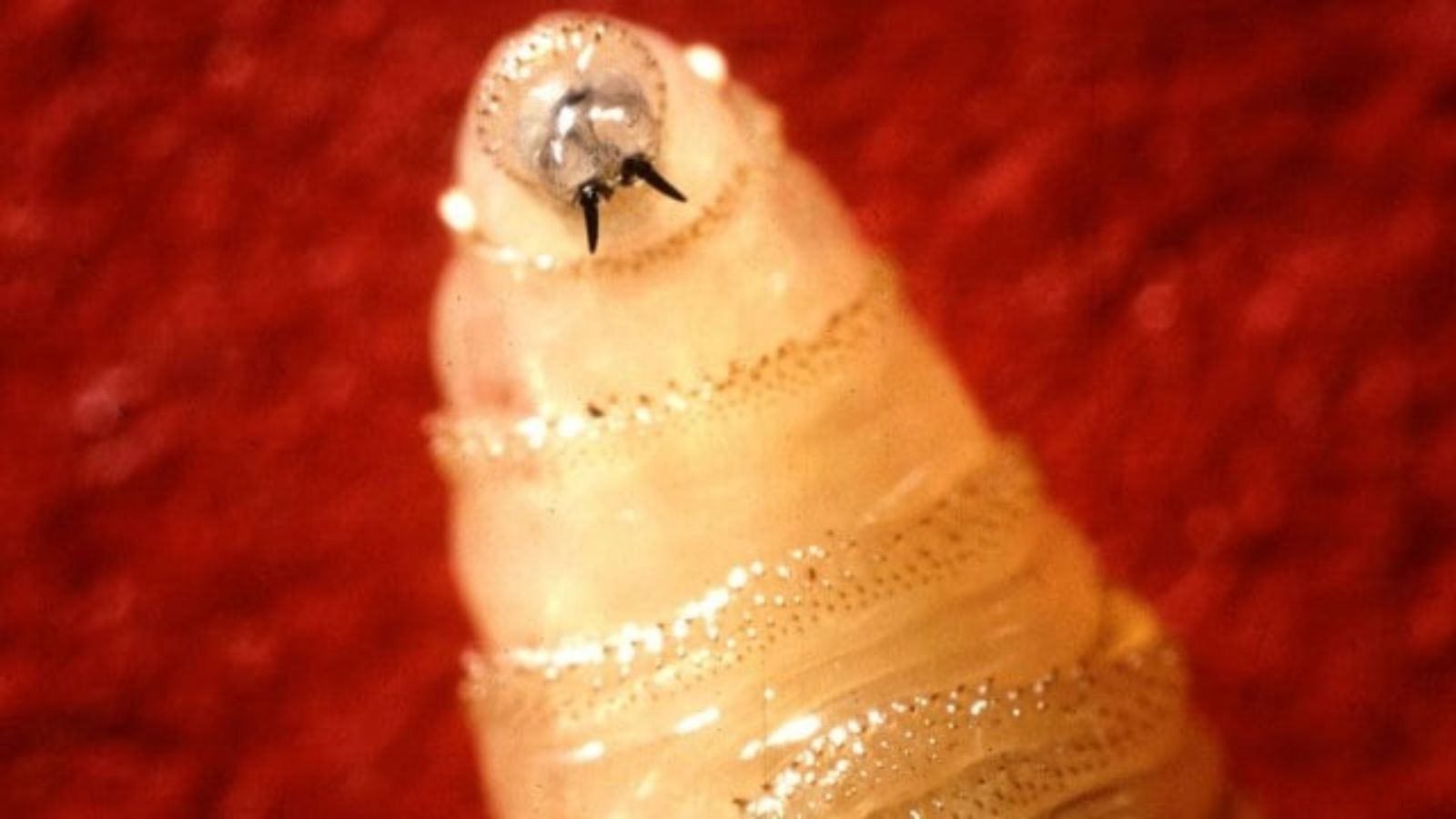 Mexico: Screwworm Case Contained Near U.S. Border