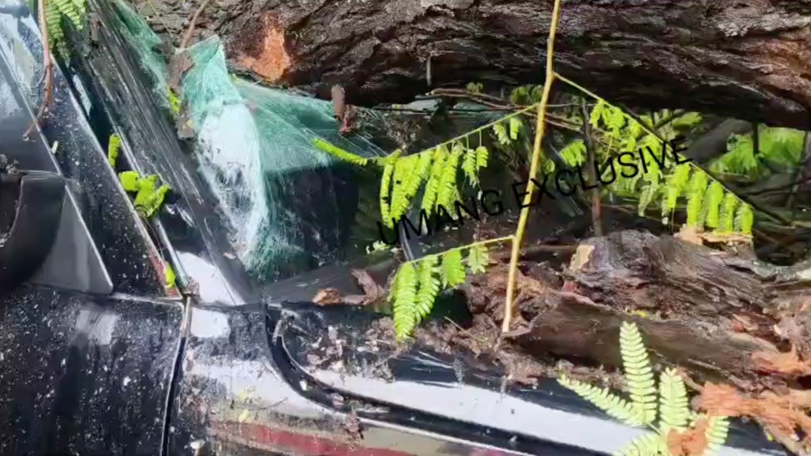 Tree Falls on Car, Injuring Schoolchildren in Panchkula