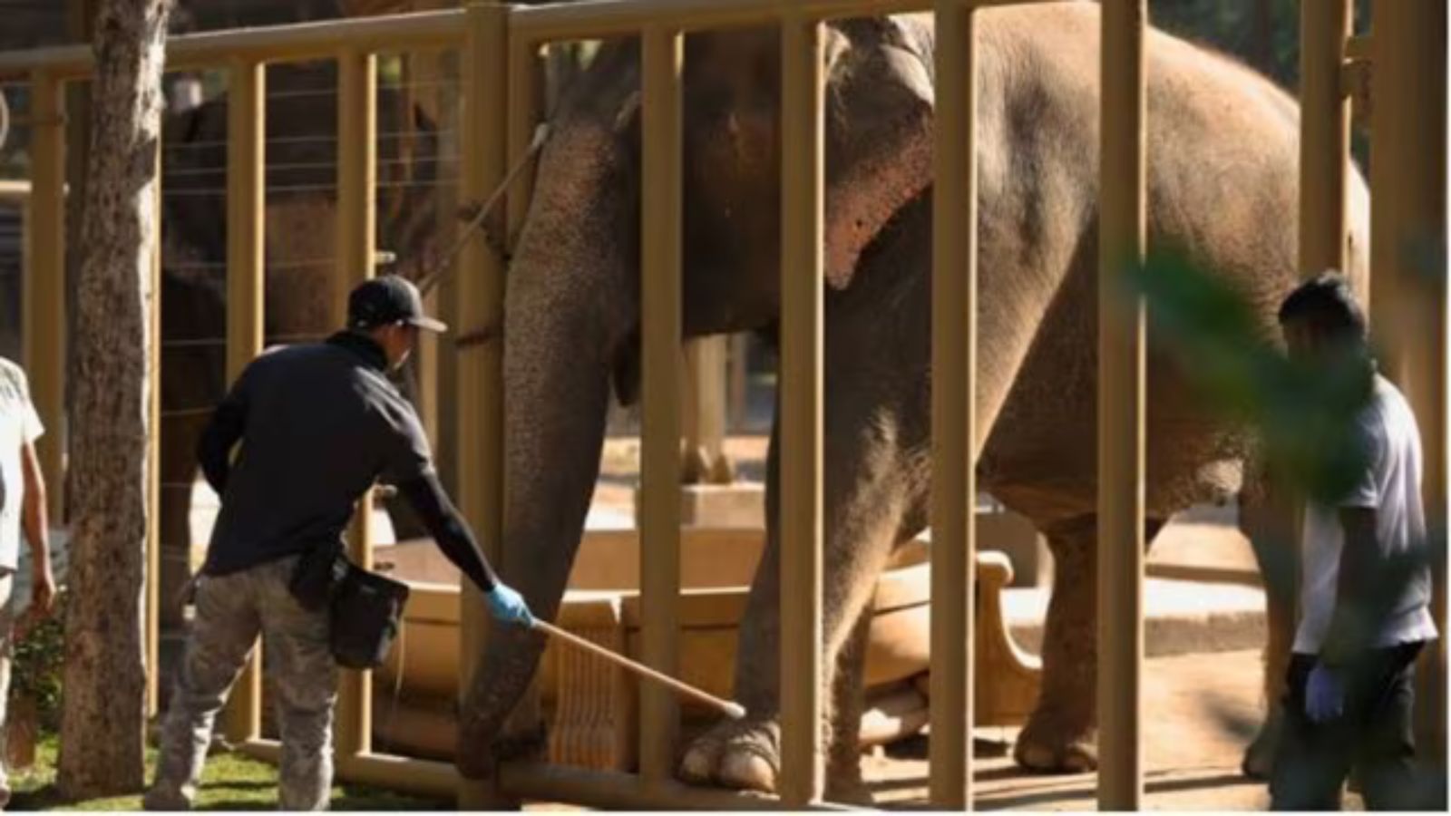 The court had set up the SIT on two PILs filed in the wake of a controversy over the shifting of an elephant named Mahadevi from a temple in Kolhapur to Vantara in July.