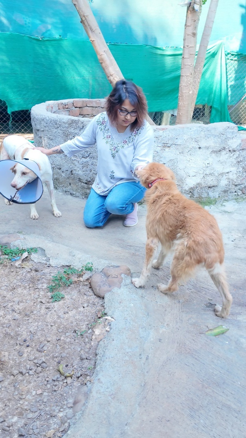 stray dog