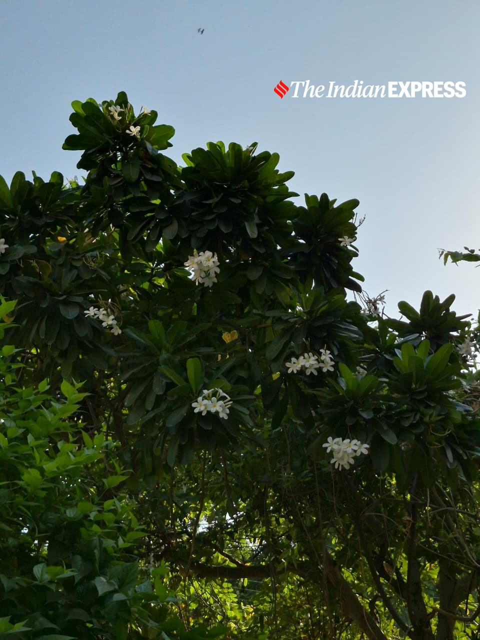 White blooms against deep green leaves show accurate colour and focus.(Bijin Jose/The Indian Express)