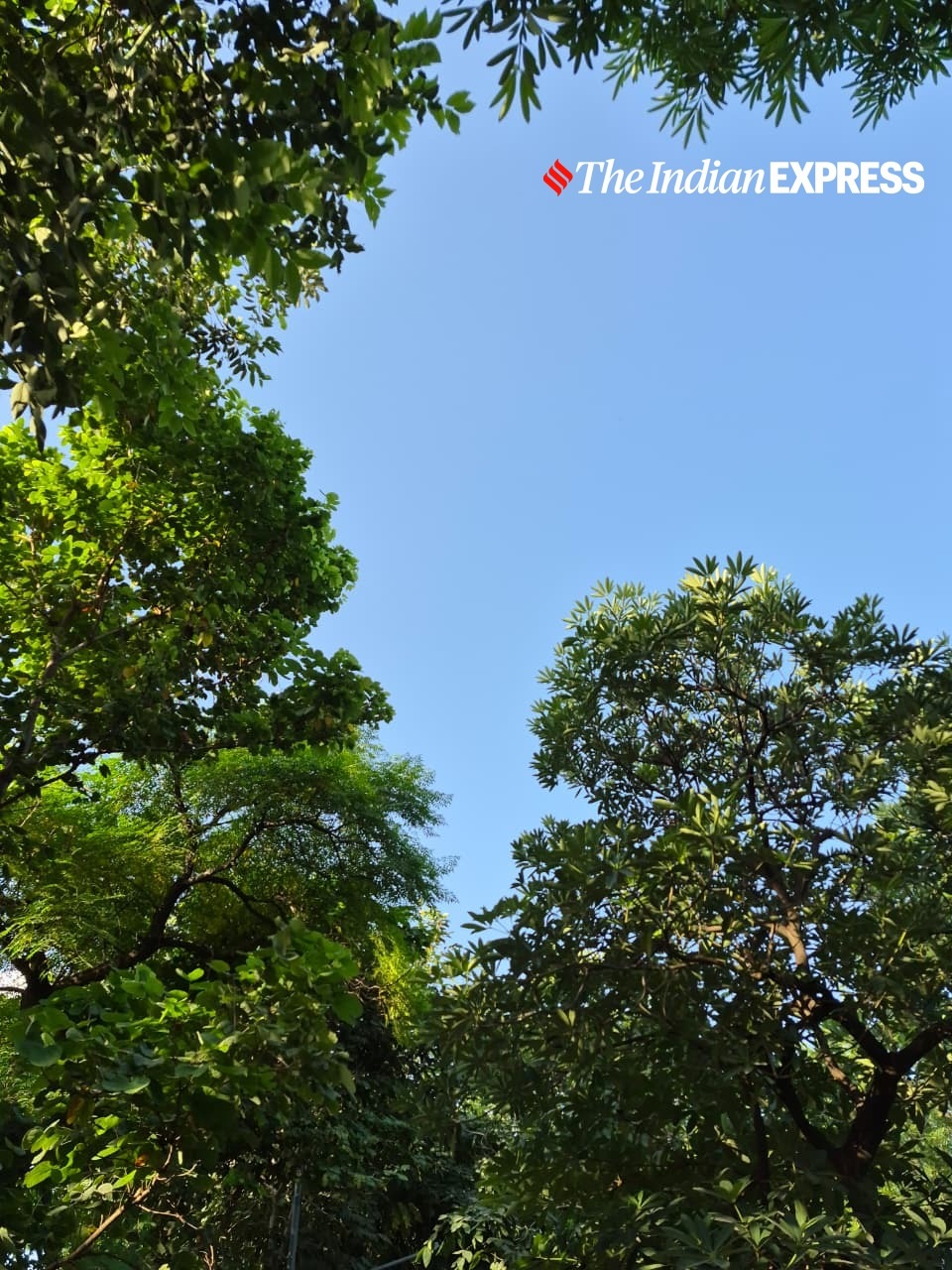 Leaves and open sky showcase strong contrast and minimal noise.