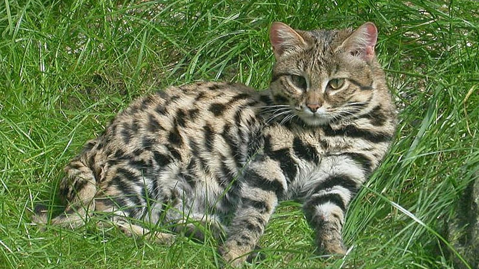 Discover the African black-footed cat (Felis nigripes),