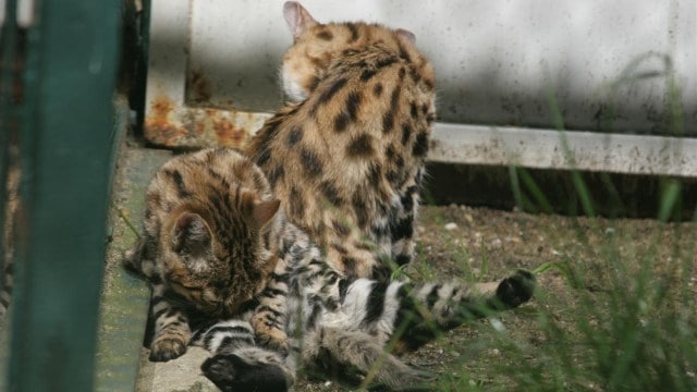Discover the African black-footed cat (Felis nigripes),