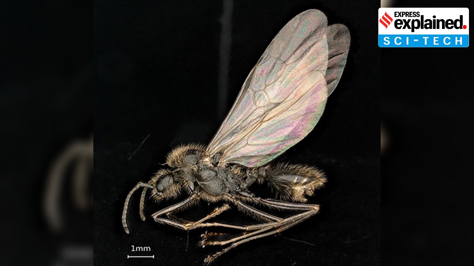 ant which gives birth to two species, ant birth to two species, Mediterranean harvester ant species, Messor ibericus, Messor ibericus, Indian express news, current affairs