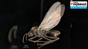 How scientists found an ant which gives birth to two species