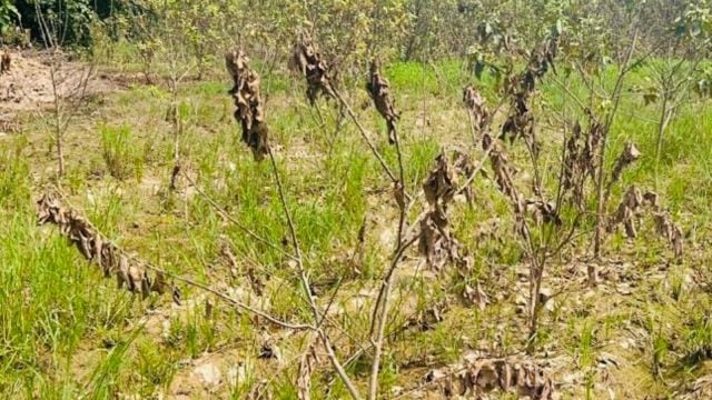 Dead apple plants