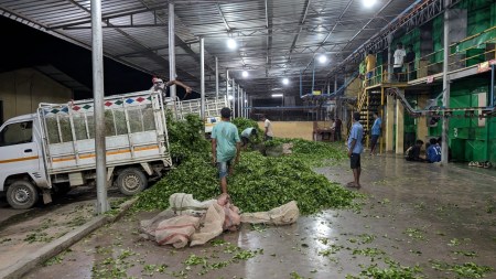 Distress brews as Assam tea prices plunge amid rising imports from Africa