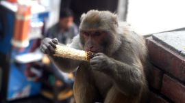 monkeys