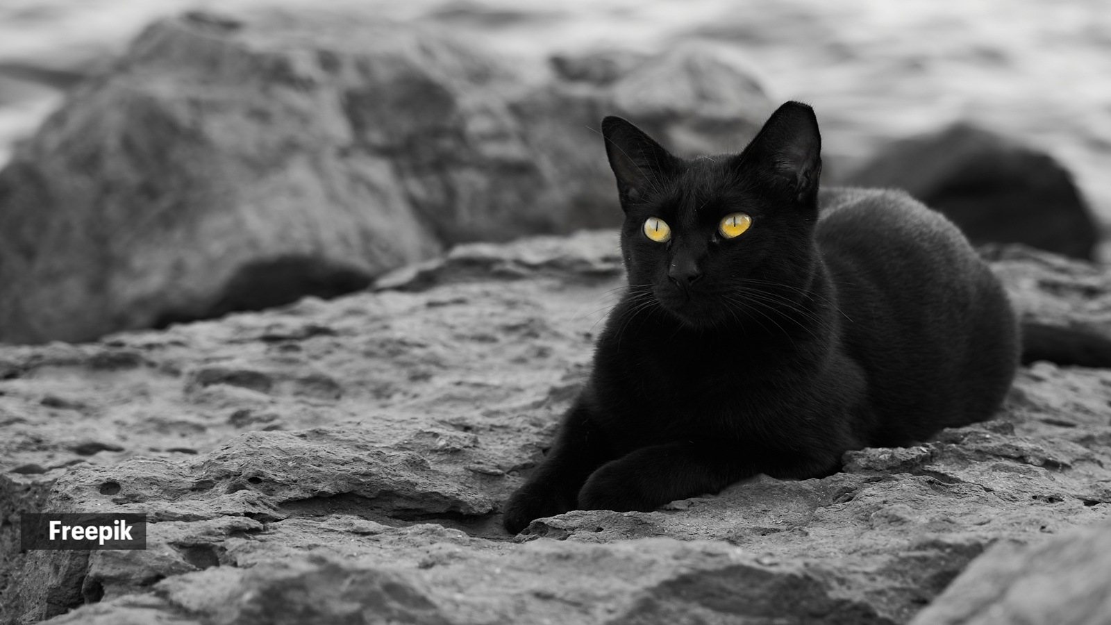 black cat