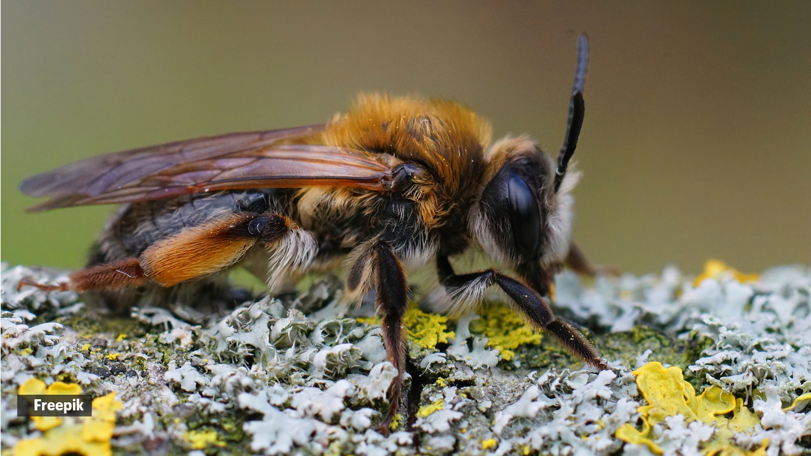 Vulture Bees