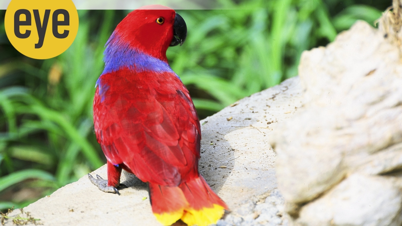 The Scarlet Lady: Eclectus Parrot bird