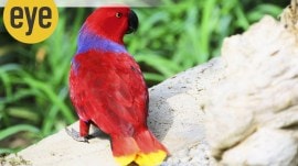 The Scarlet Lady: Eclectus Parrot bird