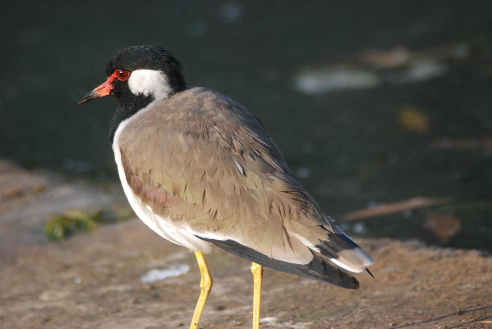 The red-wattled lapwing, with its accusatory ‘did-ye-do-it, di-ye-do-it’ is another loudmouth, whose presence birders do not appreciate