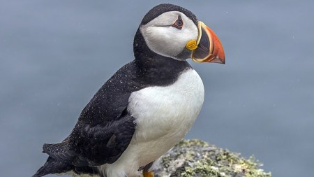 Atlantic Puffin