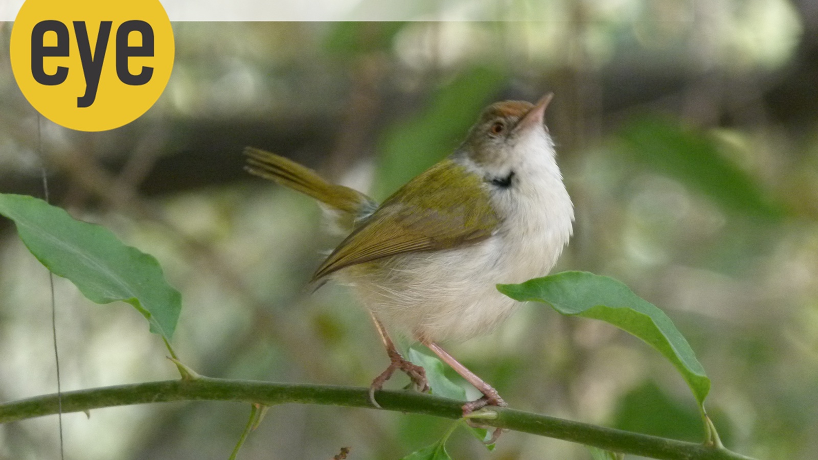 Loud Noises in Nature: From Peacocks to Frogs