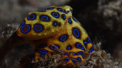 Meet the blue-ringed octopus, the world’s most dangerous octopus