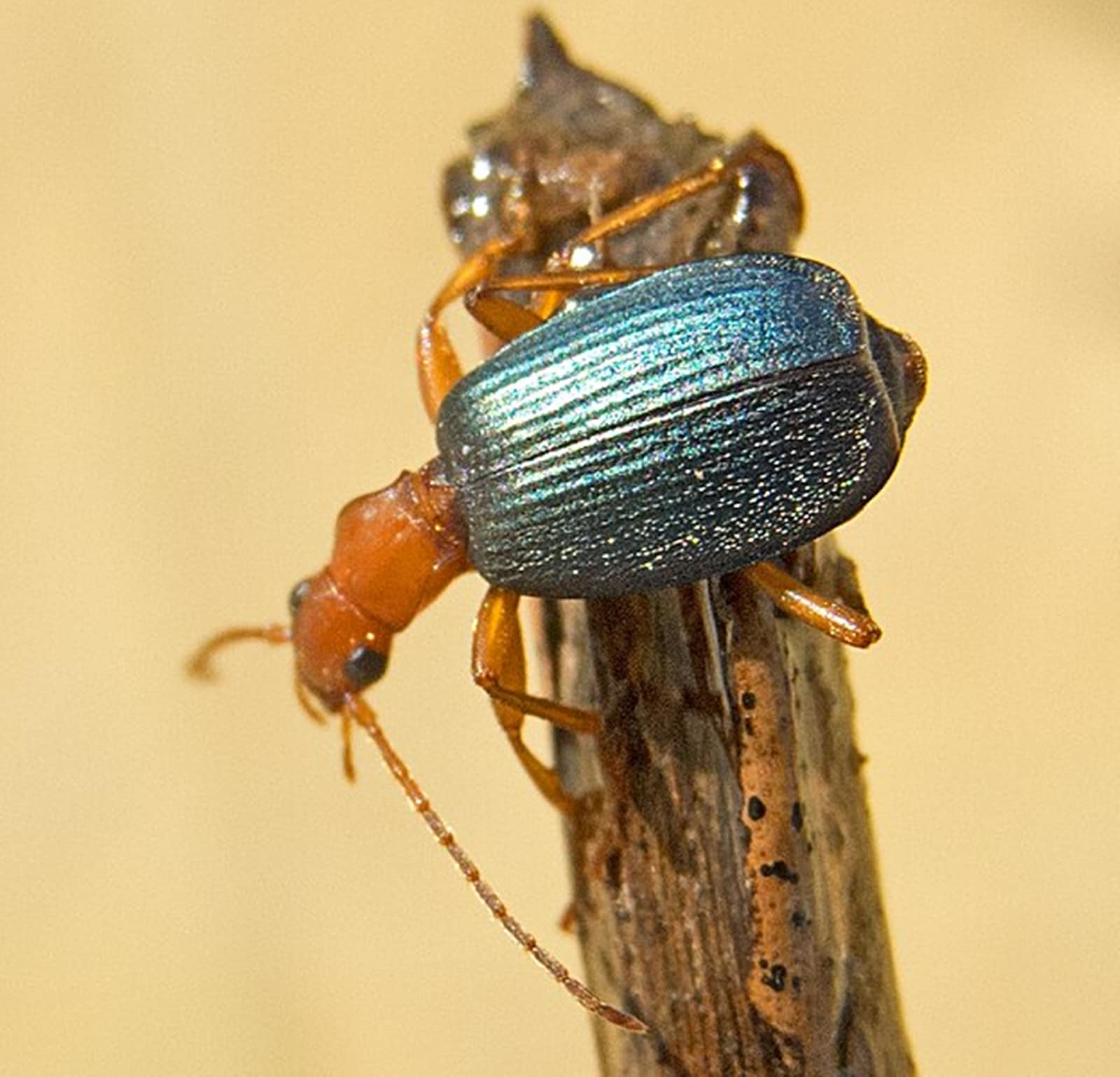 bombardier beetle